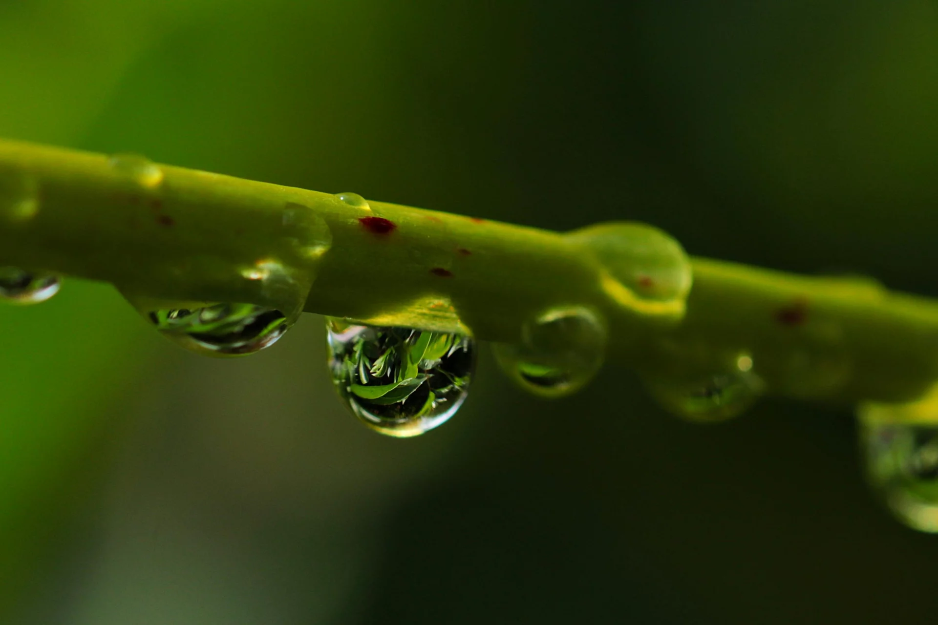 The flexibility and resilience of natural structures