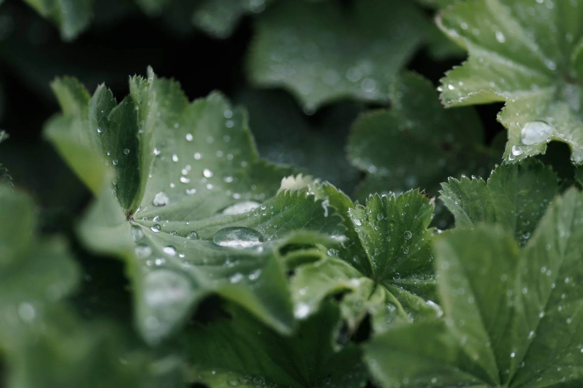 Freshness, lightness, and natural balance