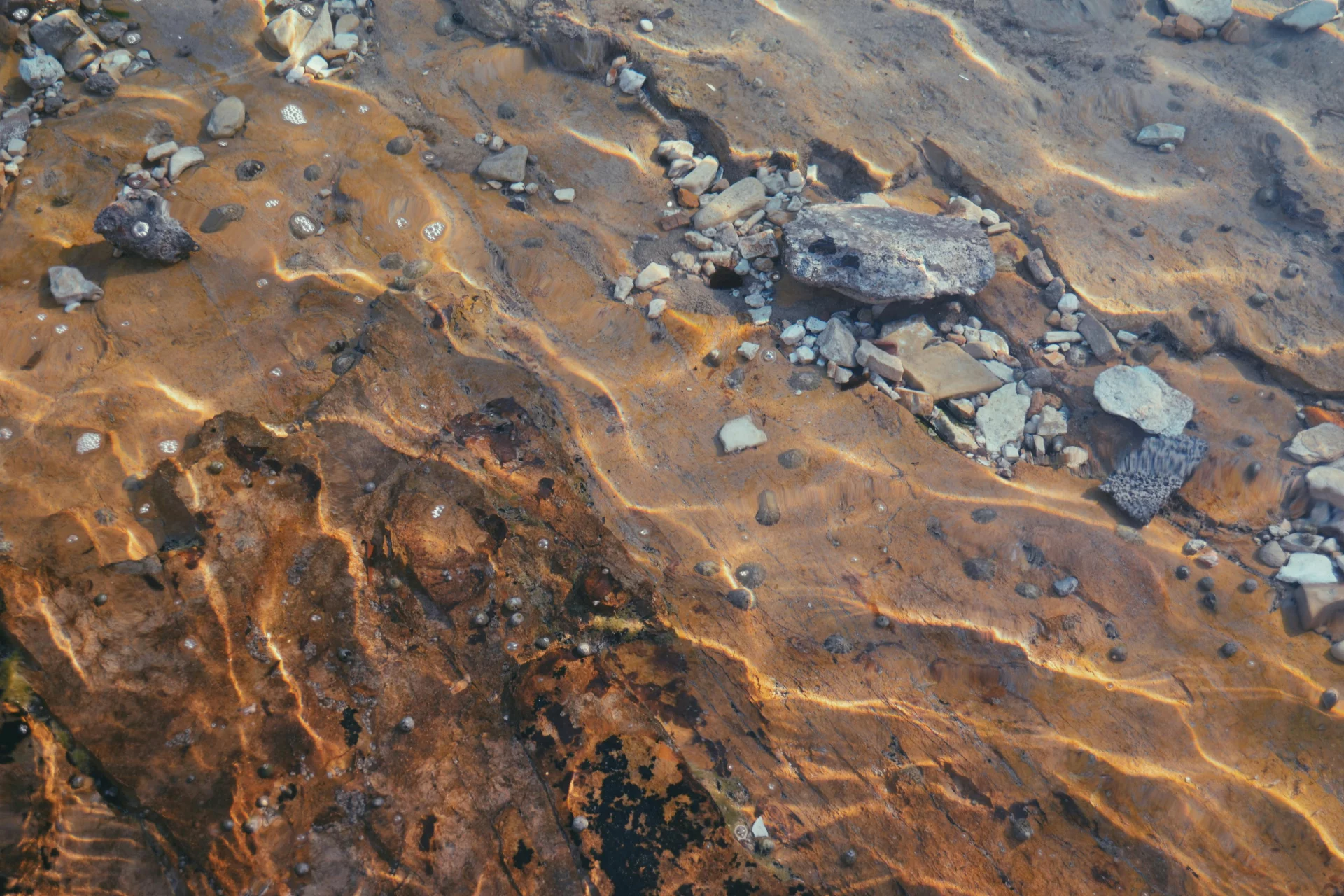 The Hidden Threat of Freshwater Fish: Cleansing Protocol and Liver Support