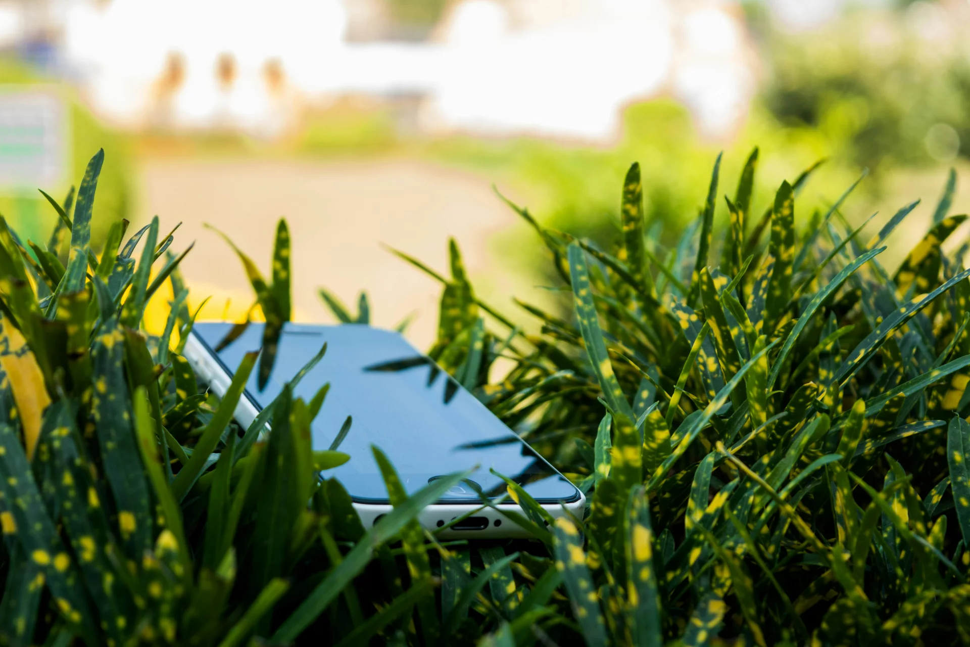 A modern smartphone on a clean desk next to a green plant