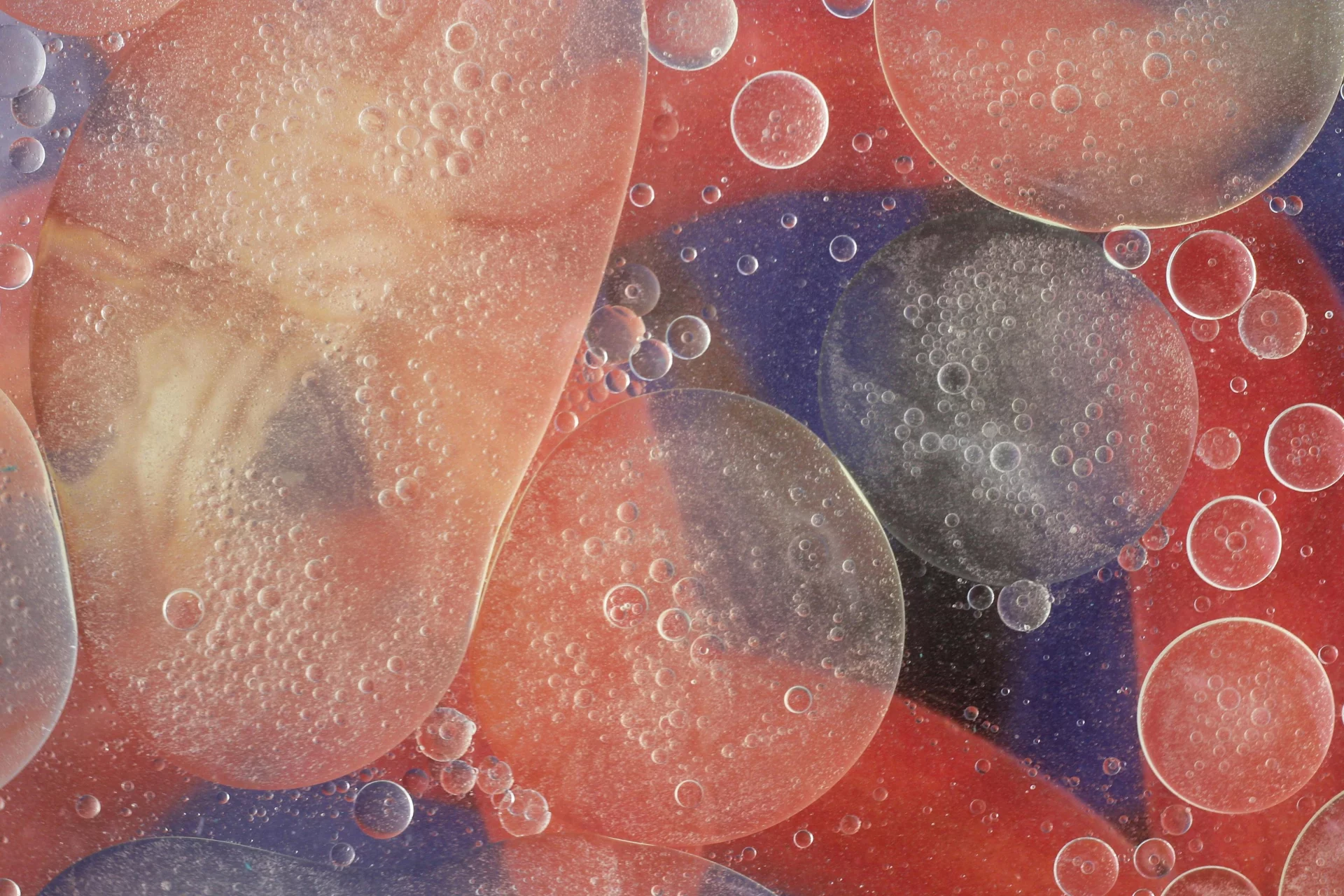 Cellular development and placental exchange