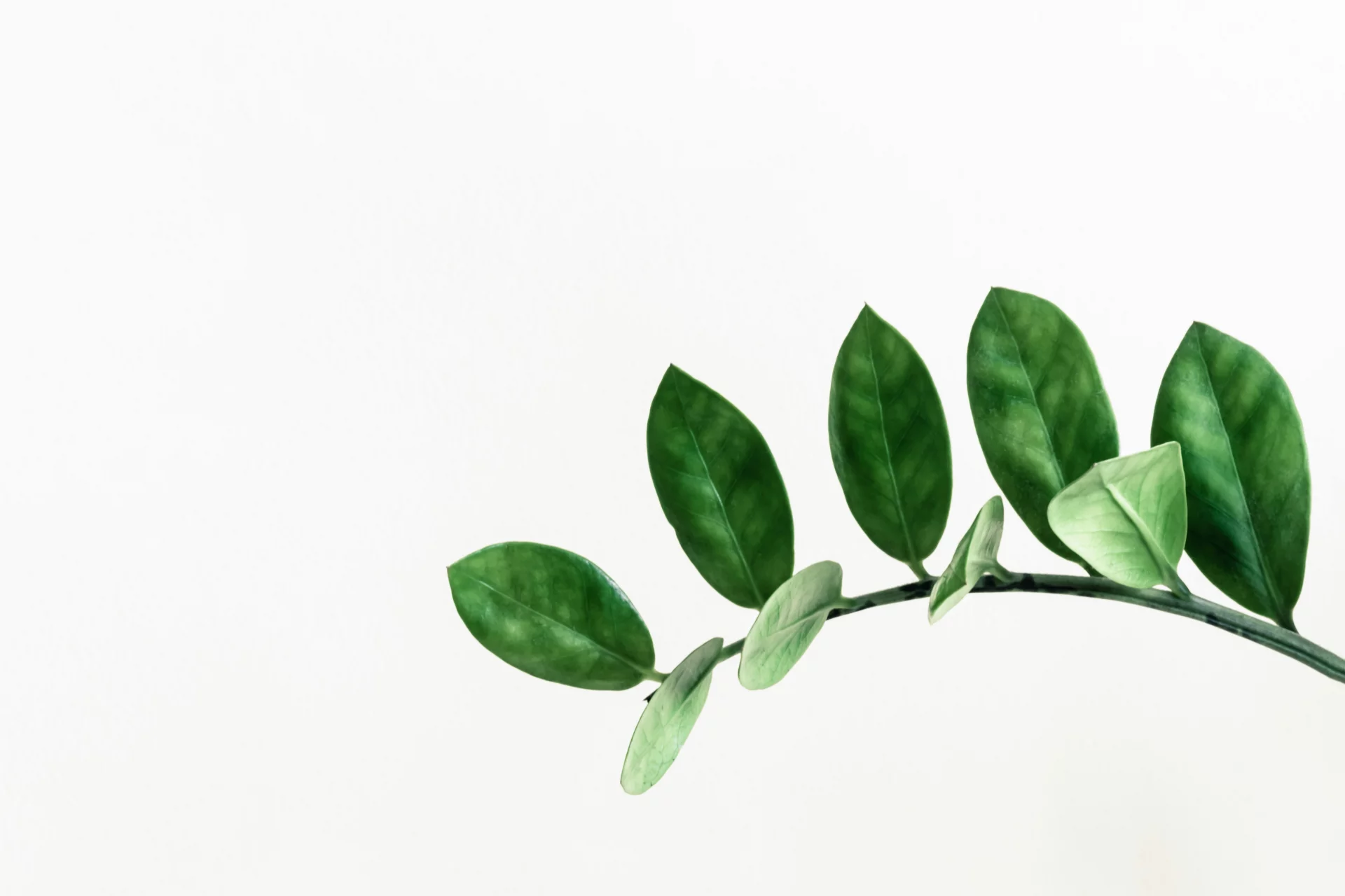 4-Step Health Concept at the cellular level