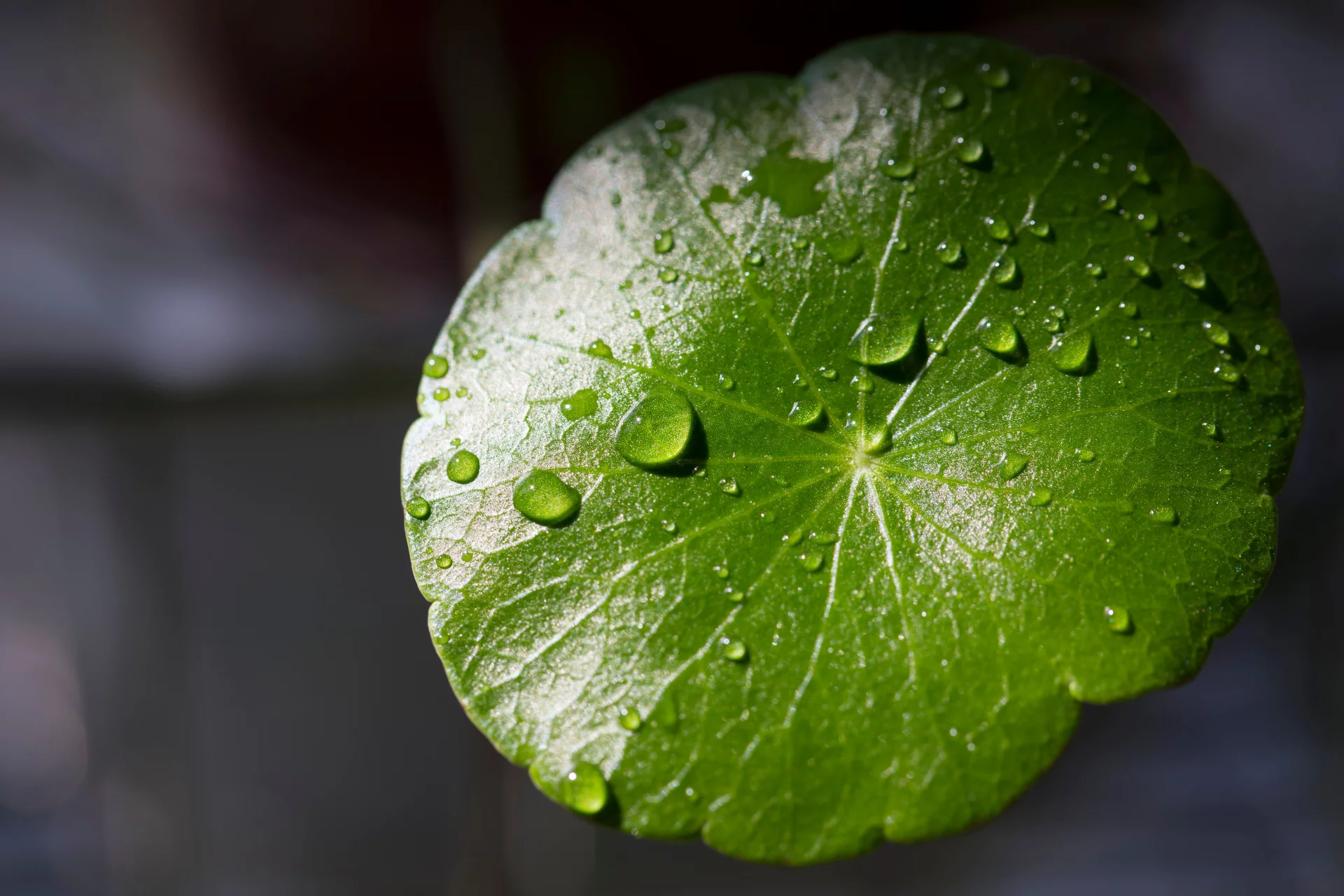 The Natural Power of Gotu Kola for Memory and Microcirculation Support