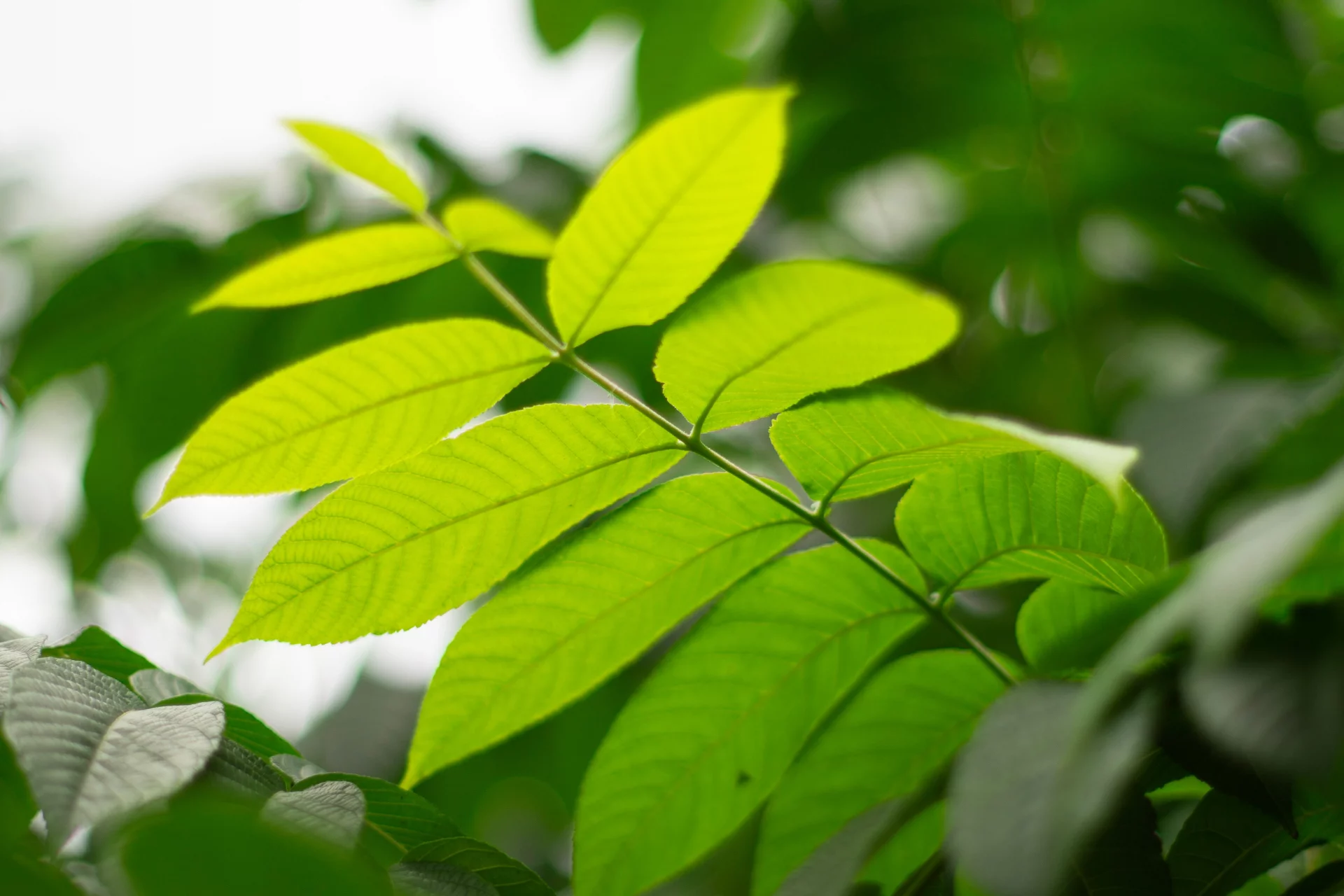 Natural Internal Environment Defense with Black Walnut and Clove Extracts