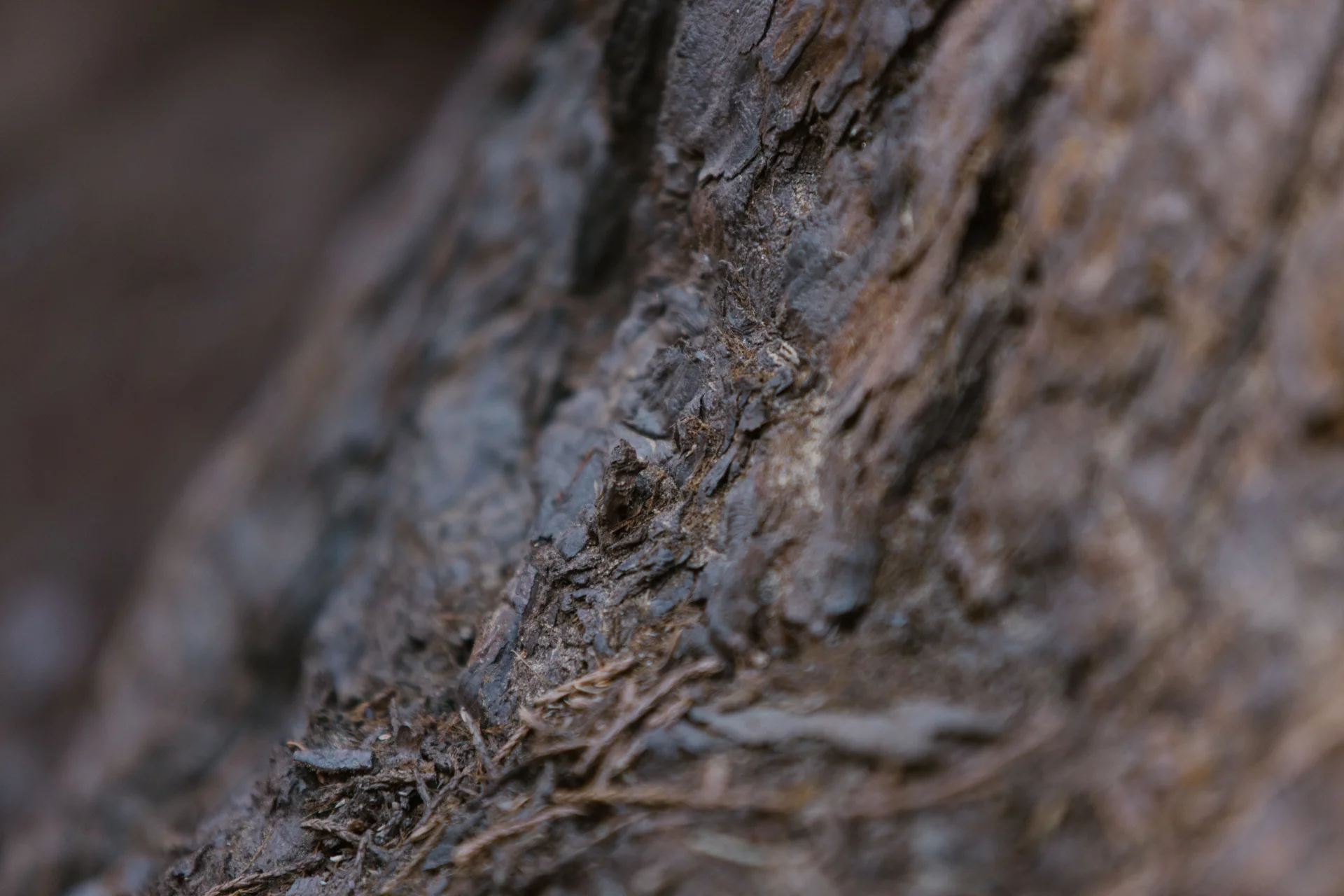 The Power of Tabebuia Bark for Natural Body Defense