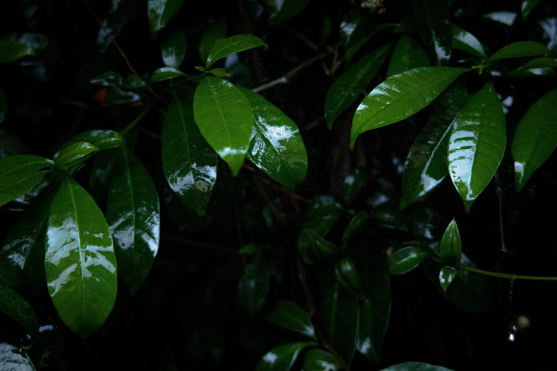 The Power of Tabebuia Bark and Mate for Natural Tone and Defense