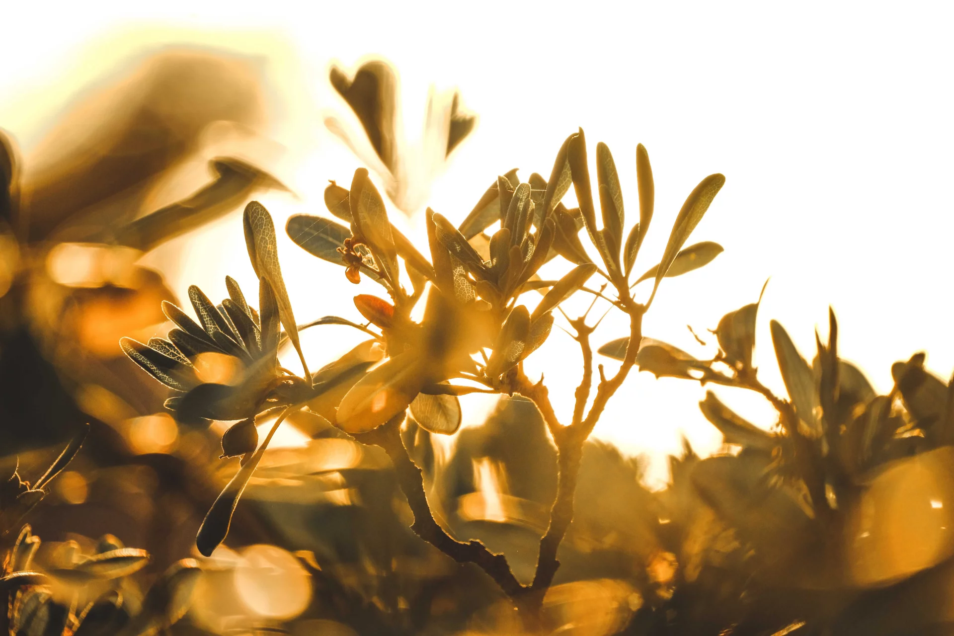 The Synergy of Tabebuia Bark and Selenium for Antioxidant Protection