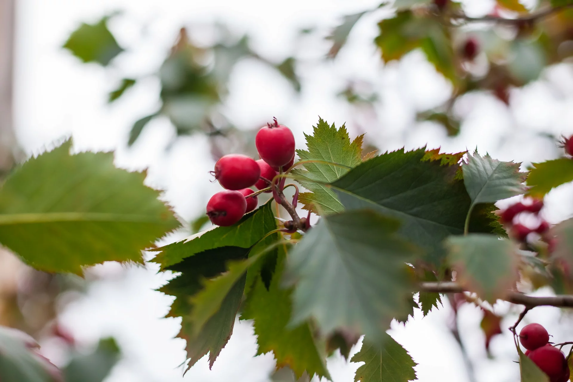 The Power of Hawthorn and Green Coffee for Vascular Support and Tone