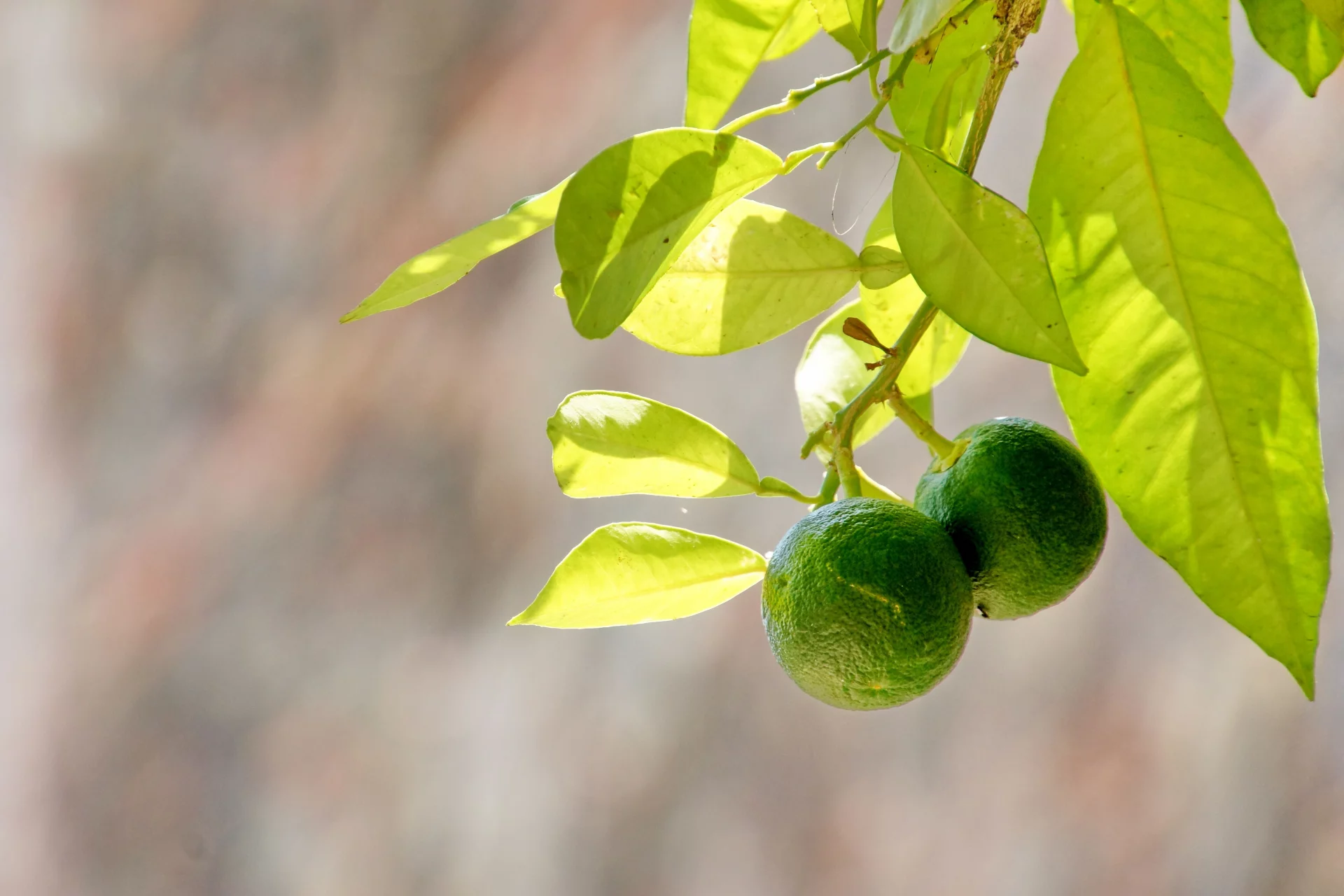 The Power of B Vitamins for a Stable Nervous System and Non-Stop Energy