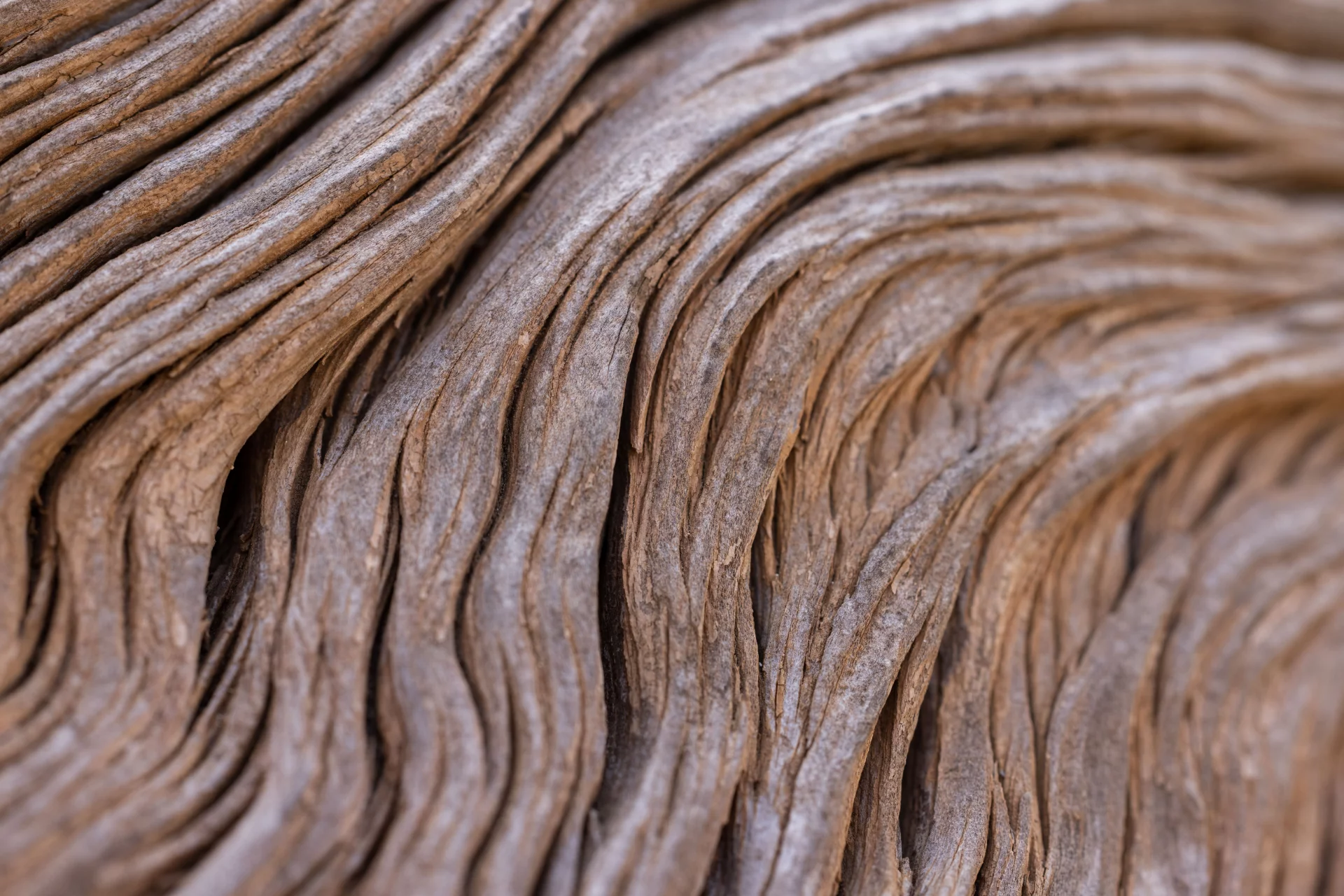 The Natural Power of Cascara Bark for Gentle Cleansing and Bowel Function