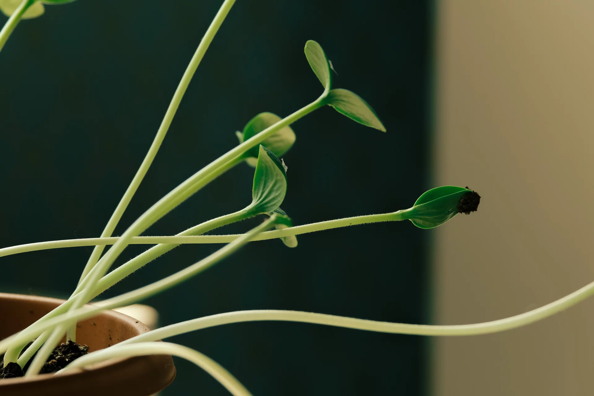 The Power of Alfalfa for Gentle Cleansing and Kidney Support