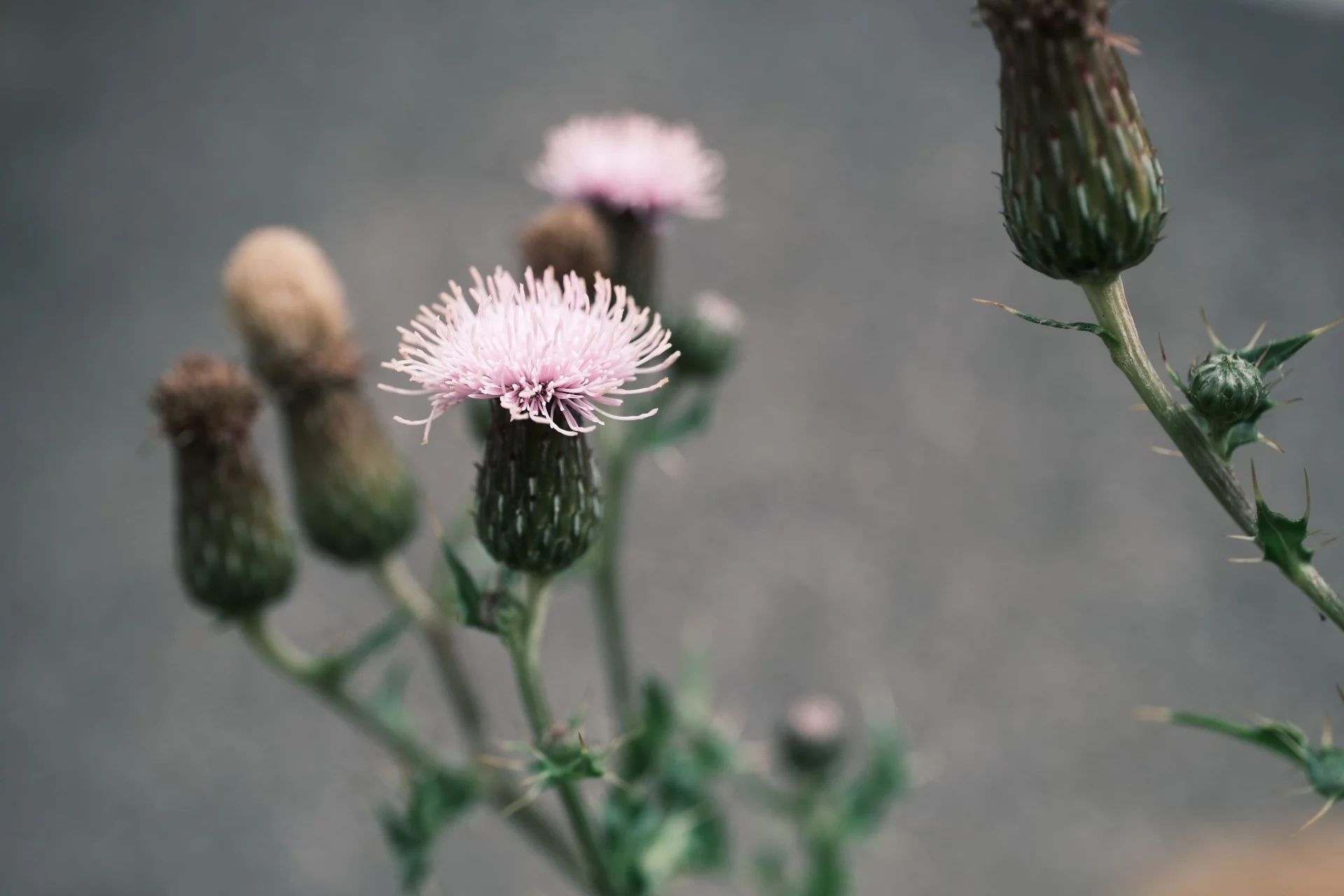 The Power of Burdock Root for Deep Cleansing and Skin Health